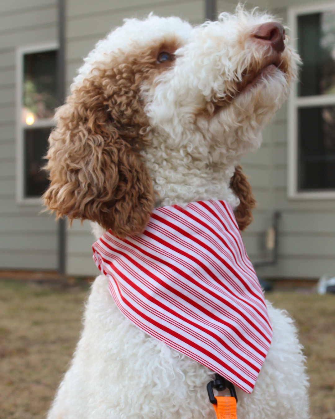 Candy Cane Set