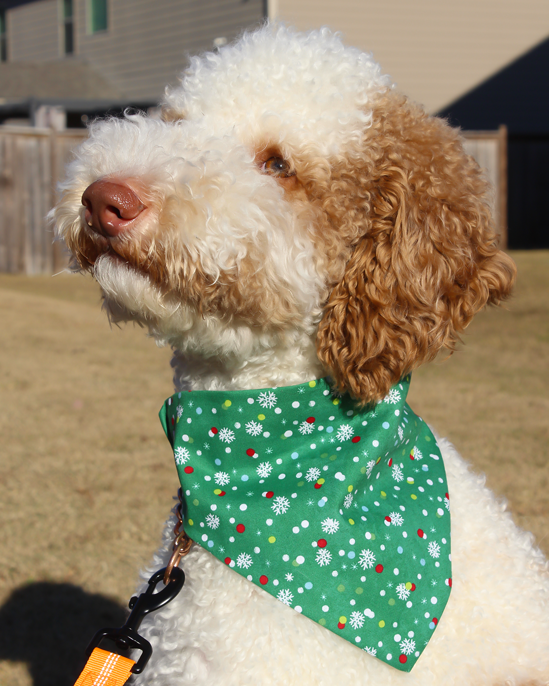 Gift Wrap Bandana